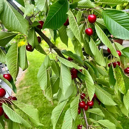 Caterina ジェシュフ