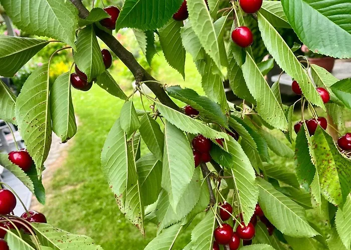 Caterina ジェシュフ